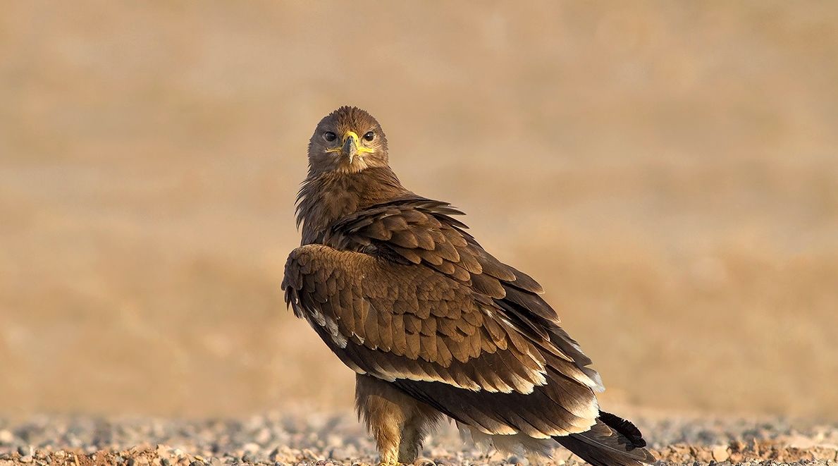 رهاسازی عقاب صحرایی در پناهگاه حیات وحش قمیشلو