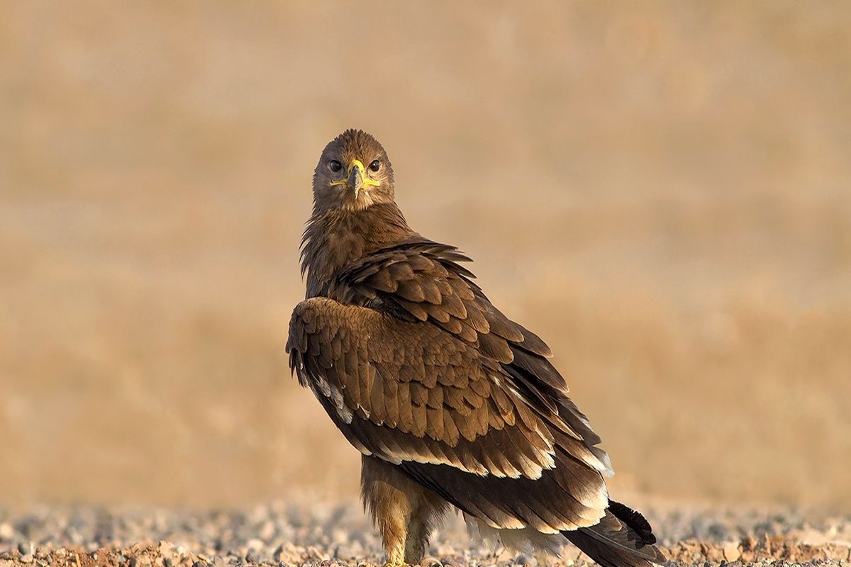 رهاسازی عقاب صحرایی در پناهگاه حیات وحش قمیشلو