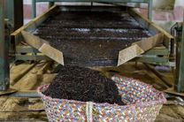 تولید ۱۸ هزار و ۵۵۰ تن چای خشک در کارخانجات چای شمال کشور