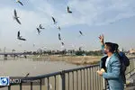 ۱۲۰۰ قطعه از پرندگان مهاجر در سد بار فیروزه رصد شدند