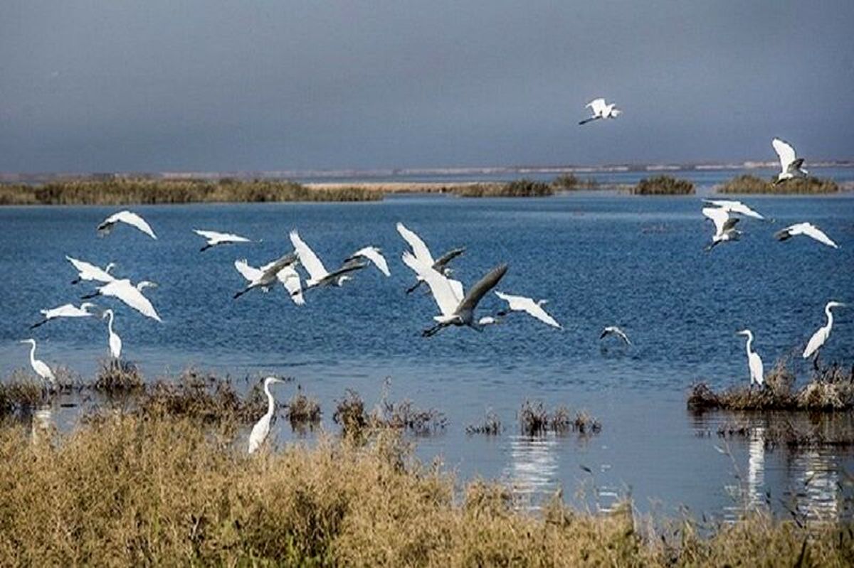 ایجاد مناطق امن، نقطه عطفی در مقابله با صید غیرمجاز / ضرورت حفاظت و ممنوعیت شکار پرندگان مهاجر