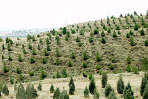 ۱۰۰۰ هکتار طرح جنگل کاری بنیاد برکت فردا بهره برداری می شود