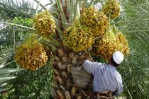 آغاز برداشت خرما در سیستان و بلوچستان 