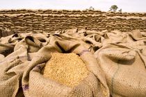 عملیات خرید تضمینی گندم مازاد بر نیاز کشاورزان خواف و سبزوار