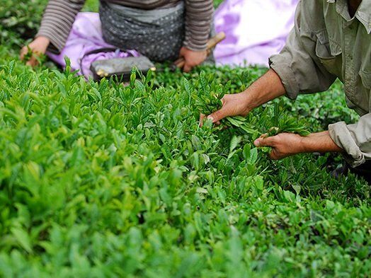 رئیس سازمان چای کشور از پرداخت ۸۵ درصد سهم دولت از مطالبات چایکاران خبر داد