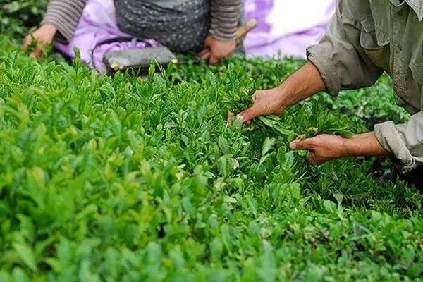  نرخ خرید تضمینی برگ سبز چای برای سال ۱۴۰۴ ابلاغ شد