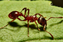 مورچه ها پس از انقراض دایناسورها کشاورز شدند