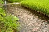 کشت گیاهان گرمسیری در خرمشهر روی ریل توسعه است