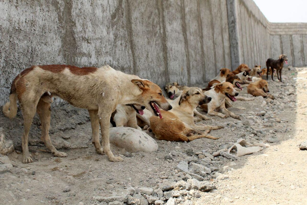 خیابان‌های بندرعباس در قرق سگ‌های ولگرد