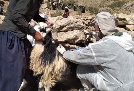 واکسیناسیون دام سبک علیه بیماری طاعون نشخوارکنندگان کوچک در لنجان