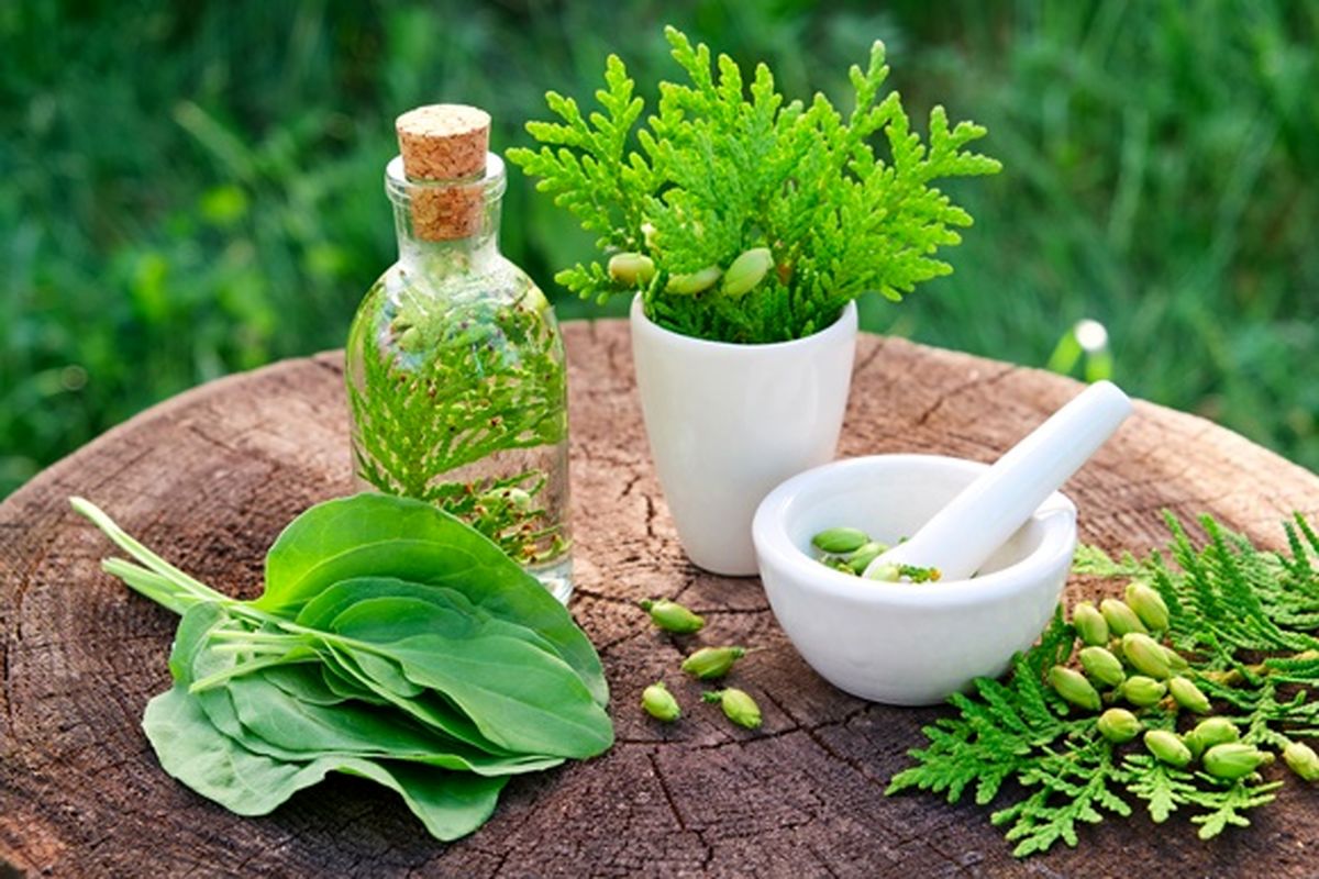 سرفه خود را با این ۷ گیاه دارویی درمان کنید