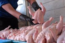امسال ۲٫۱ میلیون تن گوشت مرغ در کشور تولید می شود