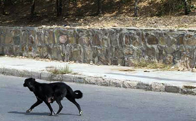 پرسه سگ‌های ولگرد در خیابان‌های خرم‌آباد/چه کسی مسوول است ؟!