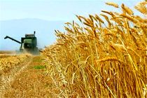 رشد ۱۱ درصدی خرید گندم خراسان رضوی نسبت به سال گذشته