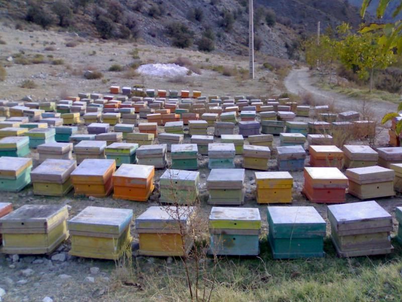 تاکنون 17 تن عسل از زنبورستان های گیلانغرب جمع‌آوری‌شده است