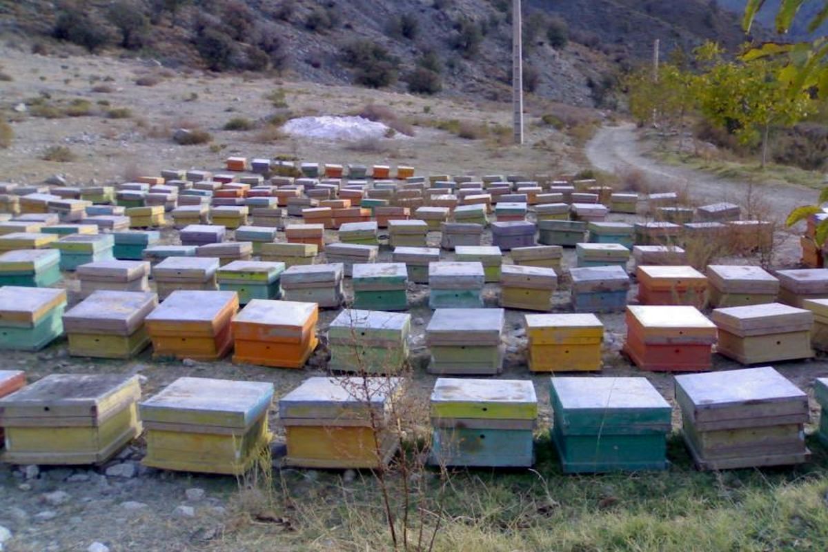 تاکنون 17 تن عسل از زنبورستان های گیلانغرب جمع‌آوری‌شده است