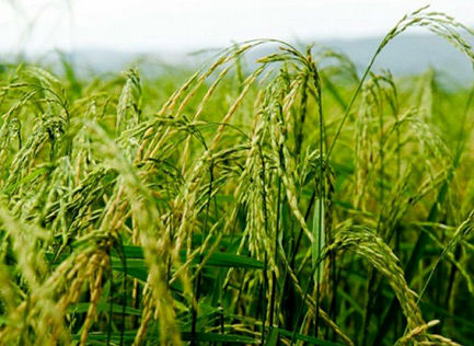  نخستین خوشه های برنج در فصل زراعی کنونی به بار نشست