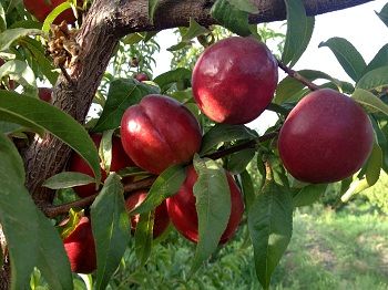 برداشت هلو و شلیل در روستای برگه میاندورود