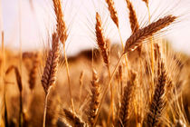 بیش از 30 هزار تن گندم در شهرستان نمین برداشت می شود