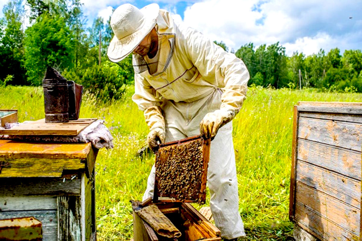 هشدار به زنبورداران برای مقابله با گرمای هوا