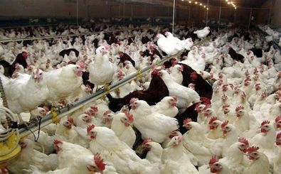 34 درصد پروتئین مصرفی کشور مرغ است/ هزینه تمام‌شده مرغ بیش از قیمت عرضه آن است