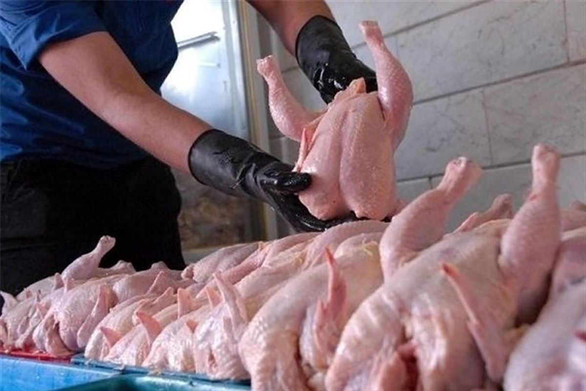 استان اردبیل در زمینه تولید و عرضه مرغ کمبود ندارد