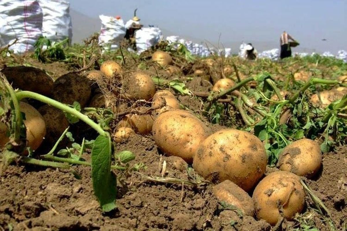 کشت 10 هزار هکتار سیب‌زمینی پاییزه در همدان 