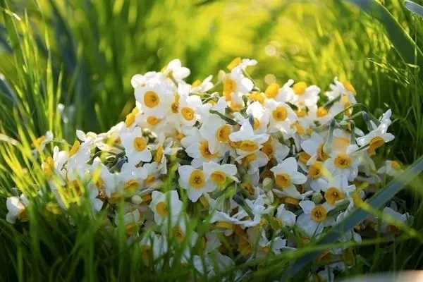 تولید 2.7 میلیون شاخه گل نرگس در ساری