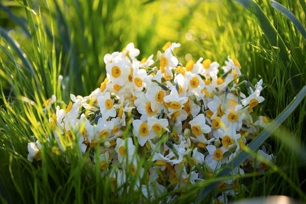 برگزاری هفتمین جشنواره گل نرگس شهرستان خفر