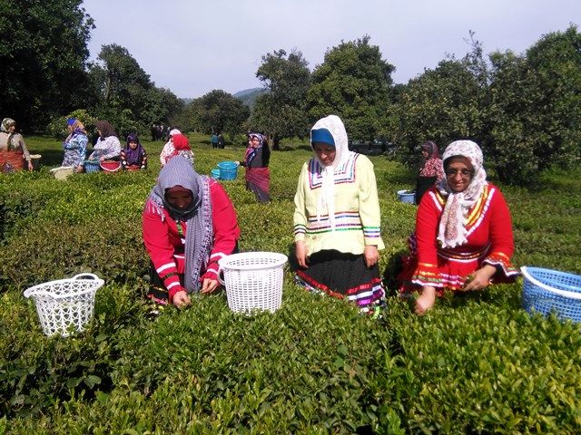 برداشت 21 هزار تن برگ سبز چای توسط چایکاران رودسر