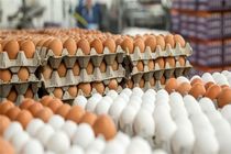 کاهش قیمت هر شانه تخم مرغ به ۳۹ هزار تومان