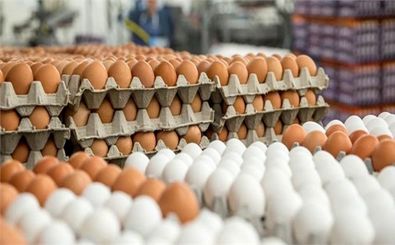 چرا تخم مرغ در بازار گران شد؟