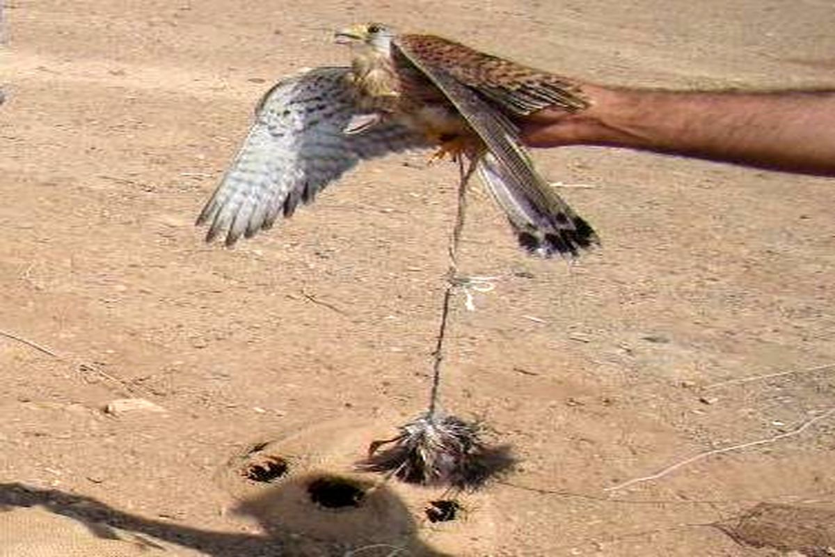 متخلف زنده گیری پرندگان شکاری در گلپایگان دستگیر شد