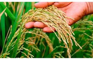  ۲۷ رقم برنج در کشور معرفی و کشت شده است