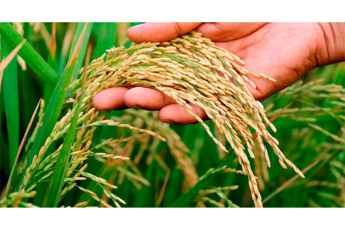 آغاز خرید برنج پرمحصول در 7 شهرستان مازندران