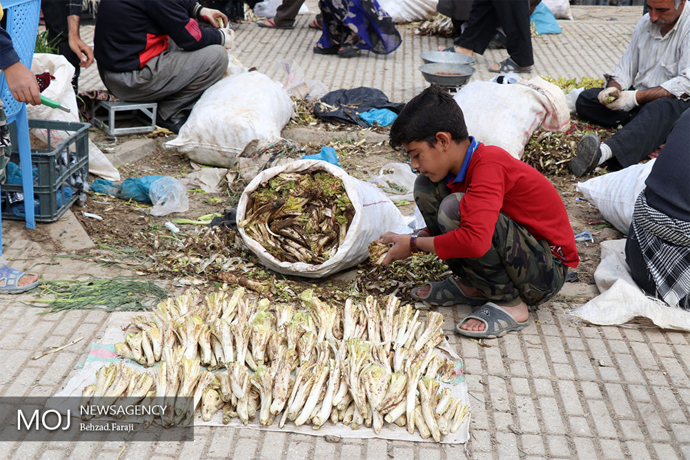 بازار گیاهان کوهی در کرمانشاه