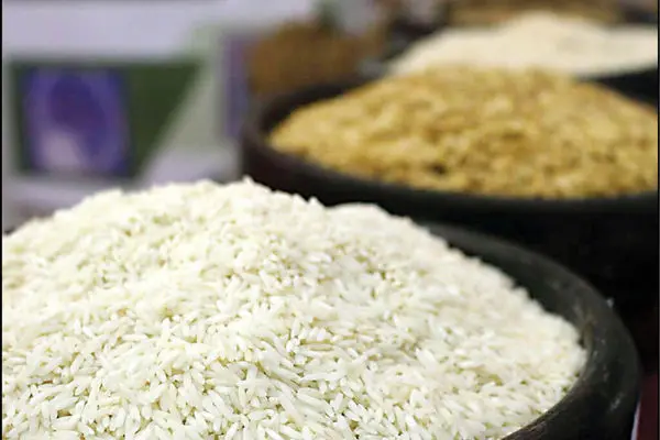 بازار برنج ایرانی رها شده است/لزوم برخورد دولت با شرکتهای دلال حوزه برنج