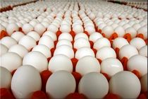 قیمت تخم مرغ، در مرغداری۴۲۰۰ تا ۴۲۵۰ تومان