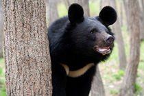 شناسایی ‌۳۰ قلاده خرس سیاه در کوه‌های بشاگرد/ تعداد محیط‌بانان هرمزگان کافی نیست 