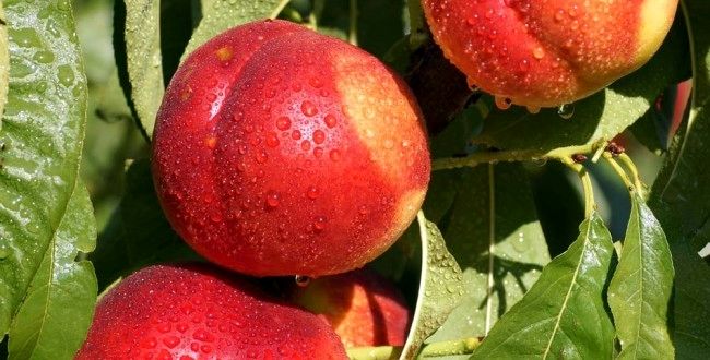 طرح تولید  میوه‌های هسته‌دار گلخانه‌ای در مازندران در حال پیگیری است