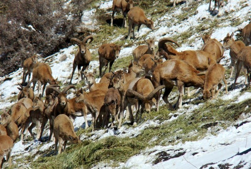 282 هزار هکتار از مساحت اردبیل جزو مناطق شکار ممنوع است