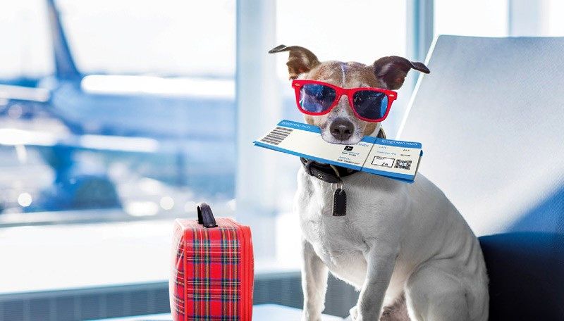 قوانین مهم حمل حیوانات خانگی در سفرهای هوایی