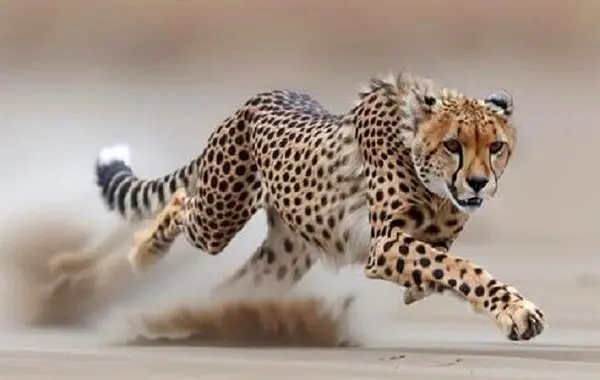 ثبت تصویر ۵ قلاده یوزپلنگ آسیایی در حیات‌وحش میاندشت خراسان شمالی + فیلم