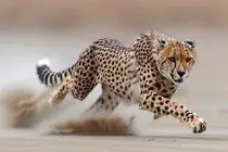 ثبت تصویر ۵ قلاده یوزپلنگ آسیایی در حیات‌وحش میاندشت خراسان شمالی + فیلم