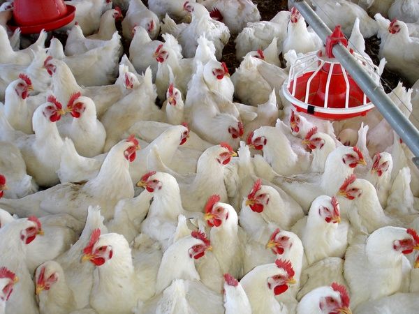 تولید سالانه دوهزار تن مرغ بدون آنتی بیوتیک در استان اصفهان