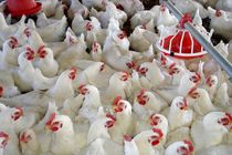 تولید سالانه دوهزار تن مرغ بدون آنتی بیوتیک در استان اصفهان