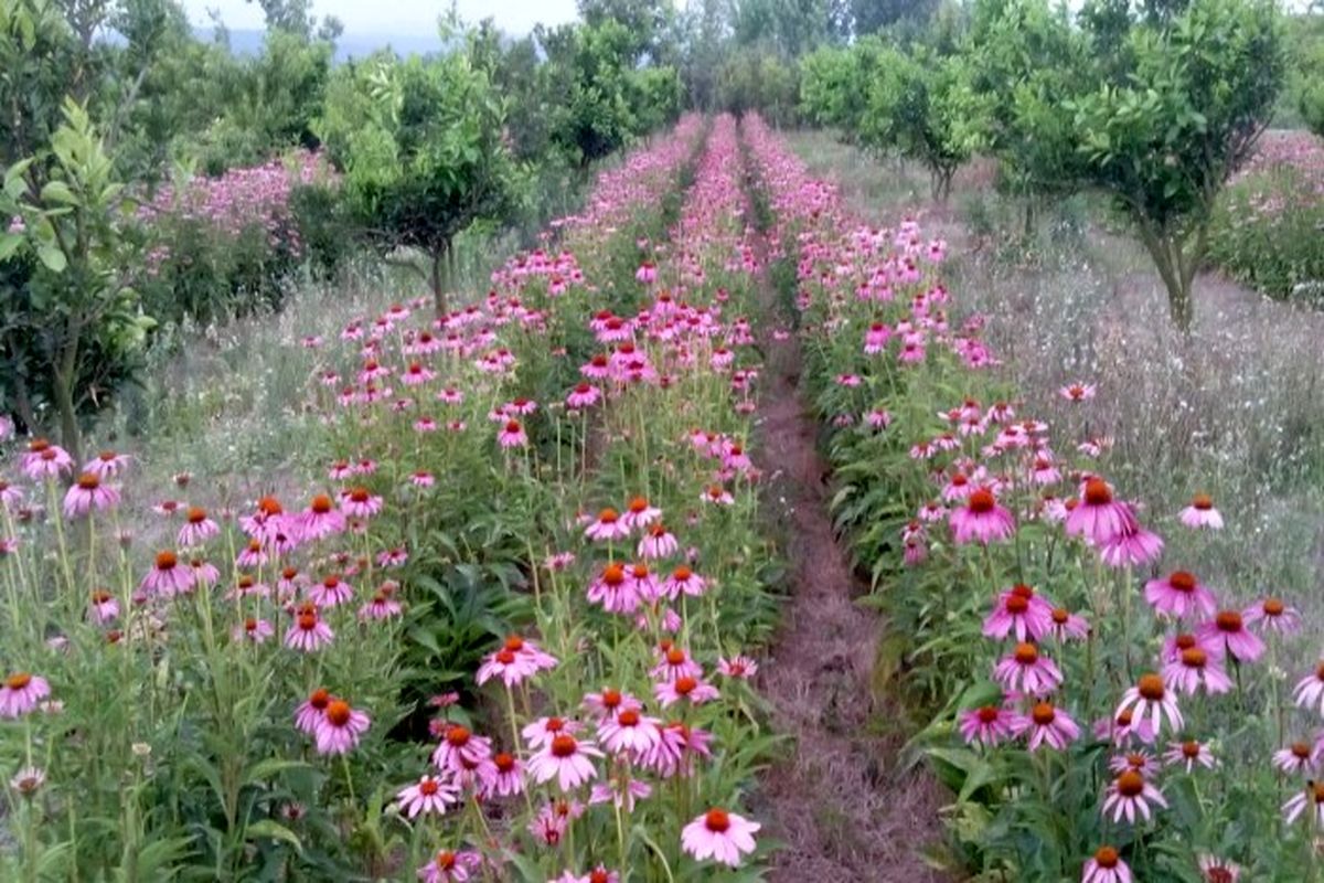 آغاز کشت گیاه دارویی در هرمزگان