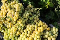 پیش بینی برداشت بیش از 4000 هزار تن انگور از تاکستانهای شهرستان برخوار