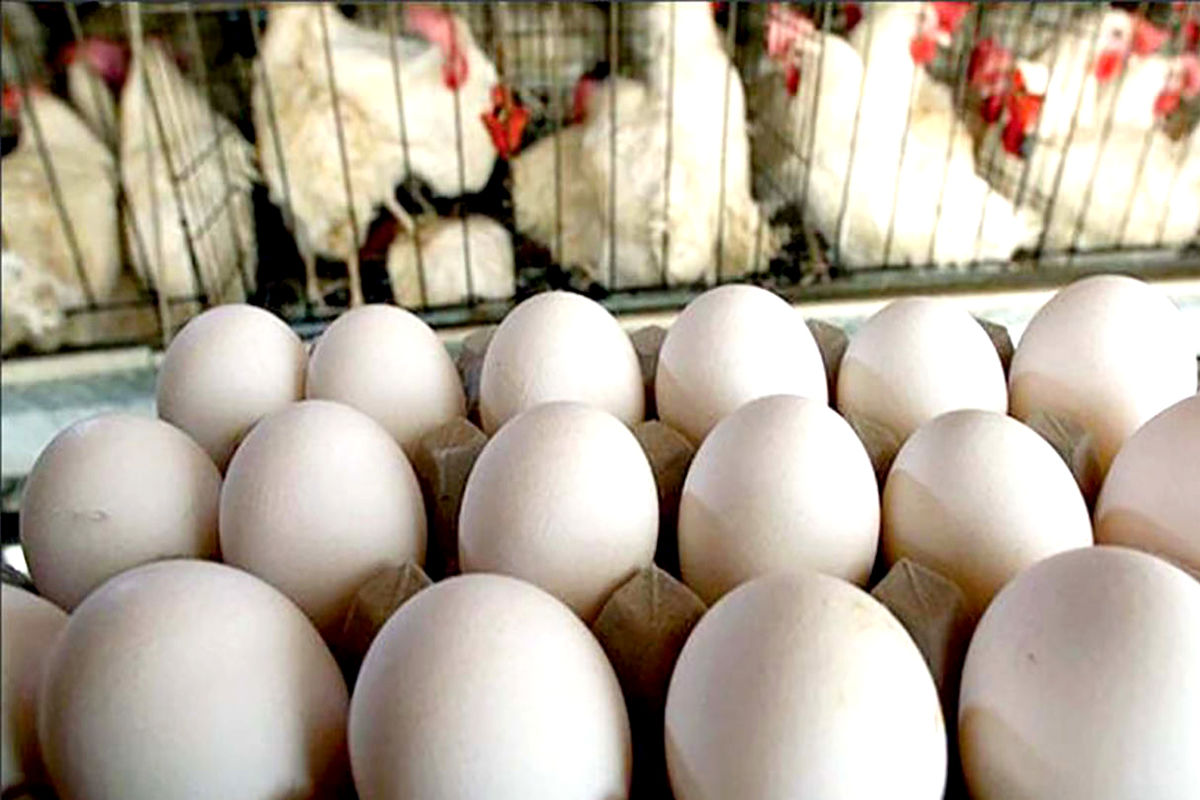 اعتراض مرغداران مرغ تخم‌ گذار خراسان رضوی از ممنوعیت صادرات تخم‌مرغ