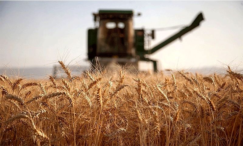 ۲۰ درصد گندم کشور در خوزستان تولید می شود